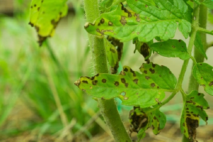 Spread of Septoria Leaf in Tomatoes