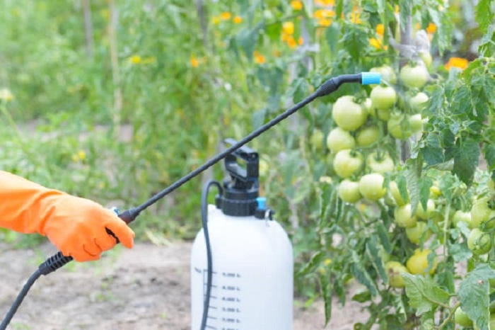 Use Organic Fungicide 