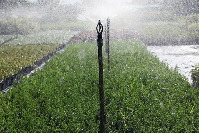 water spraying plants