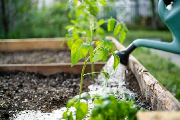 Water the Soil but Not Plants