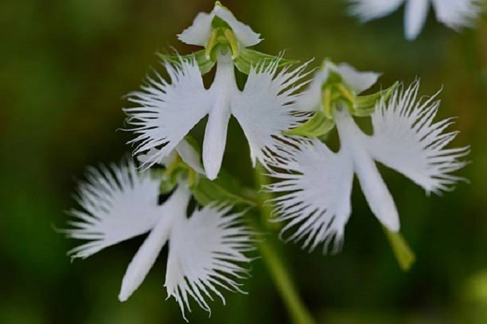 image of white egret flower