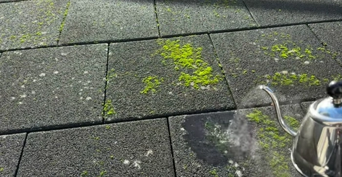 adding boiled water on moss