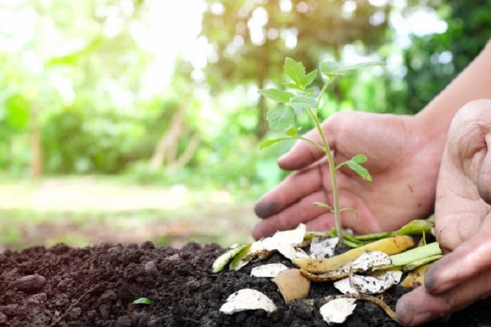 Advantages of Growing Plants in Compost Only