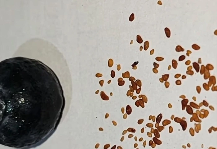 Are Blueberry Seeds Indigestible