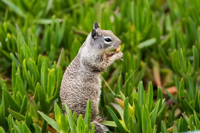 are squirrels herbivores or omnivores
