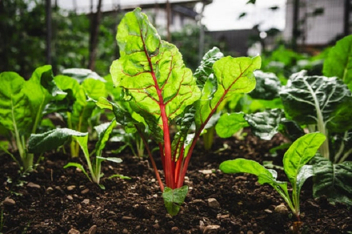 beets