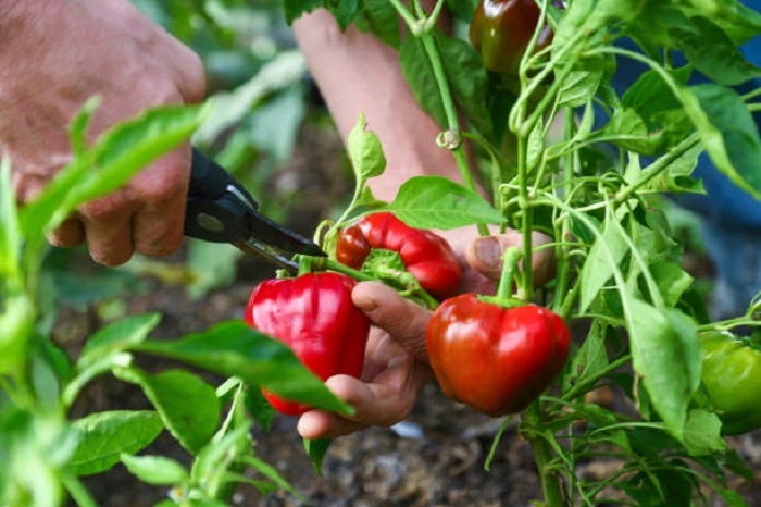 bell pepper