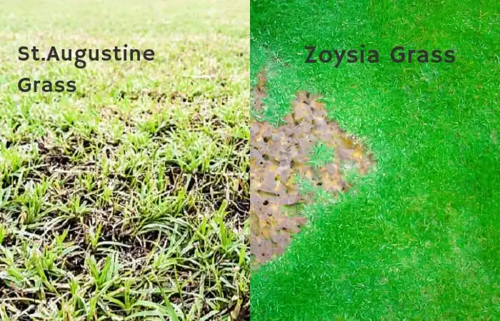 Shade resistant grass alternatives