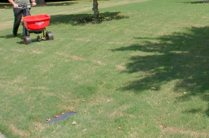 bermuda grass care