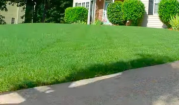 Bermuda Grass Sunlight Requirements