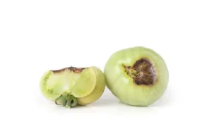 Can You Eat Tomatoes With Blossom End Rot?