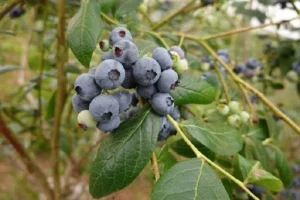Do Blueberries Have Seeds?
