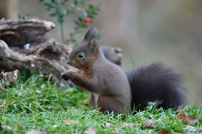 can squirrels eat grass
