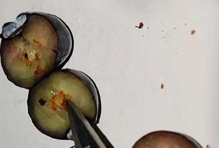 characteristics of blueberry seeds