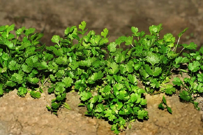 cilantro