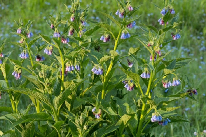 comfrey