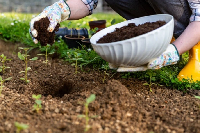 Growing plants In Compost Only