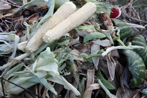 Can You Compost Corn Cobs