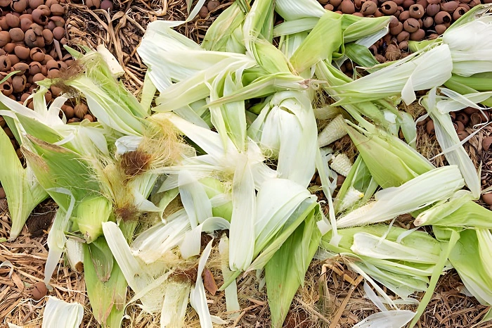 corn husks