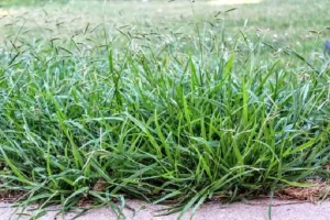 Does Crabgrass Die in the Winter?