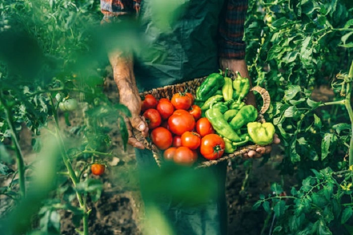 cultivation practices