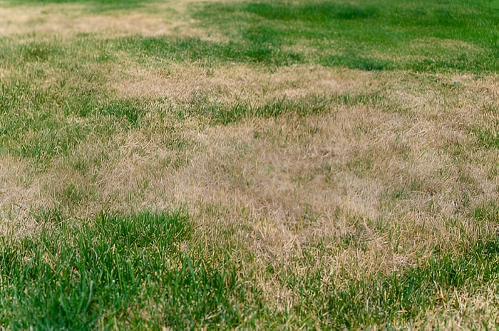Disadvantages of fertilizing wet grass