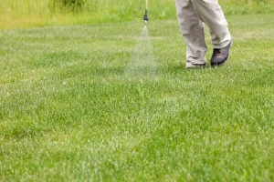 spraying weed killer in lawn