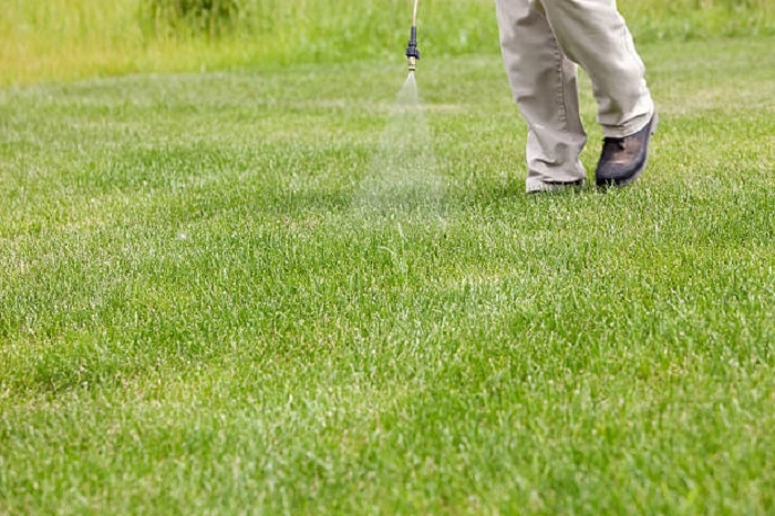 spraying weed killer in lawn