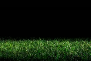 grass in the night