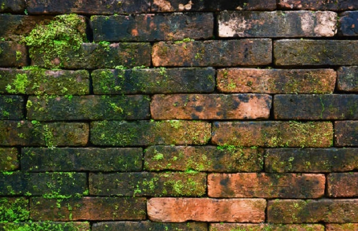 moss on bricks