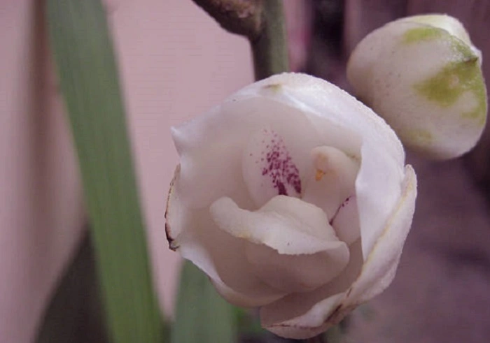 image of dove orchid