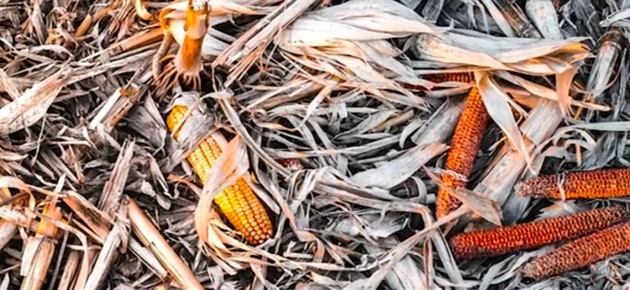 dry corn cobs and husks