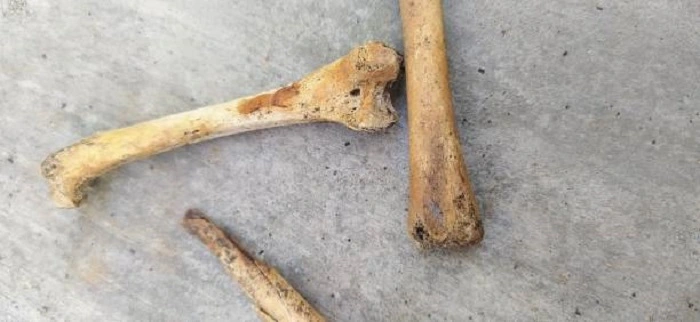 Dry the Bones