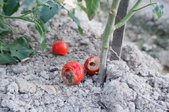 Effects of the Blossom End Rot on Tomatoes
