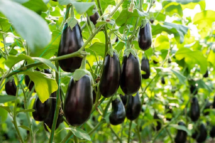 eggplant