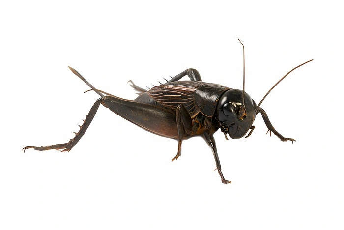 Field Cricket