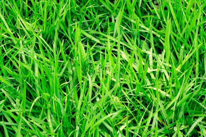 Wet Grass
