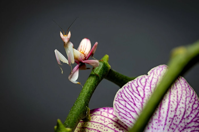 flower mantis