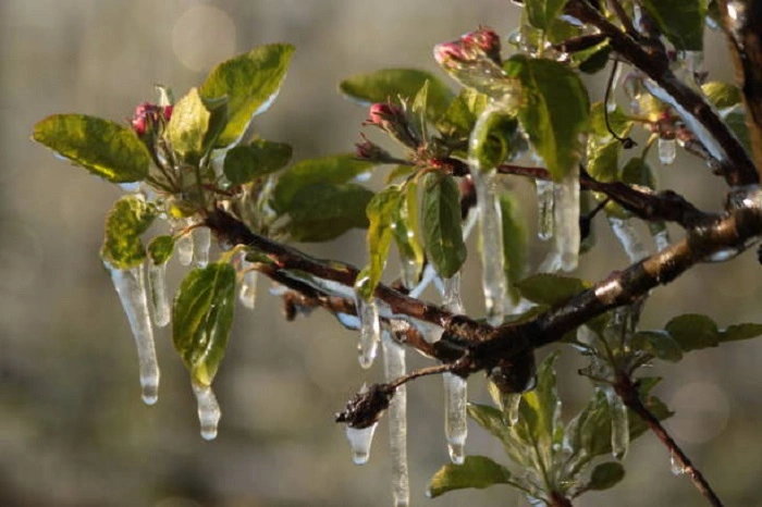 plants covered in frost