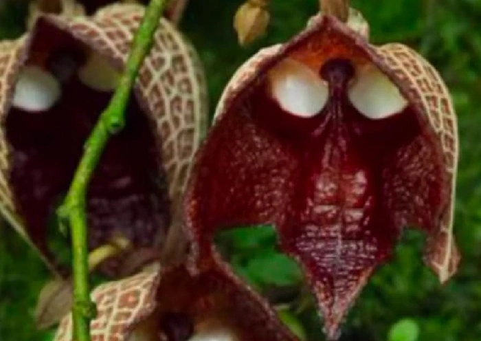 grim reaper flower