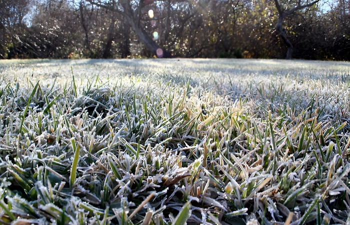 lawn grass during winters