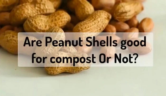 Are Peanut Shells Good for Compost?
