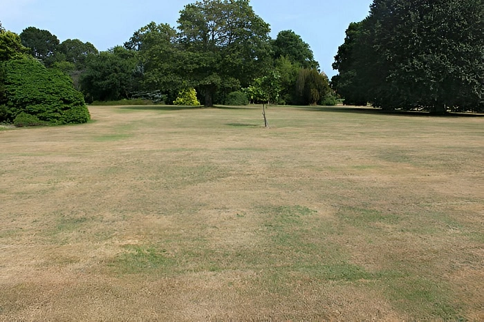 dry lawn grass