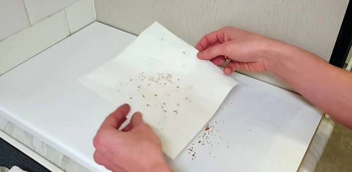 how to store blueberry seeds