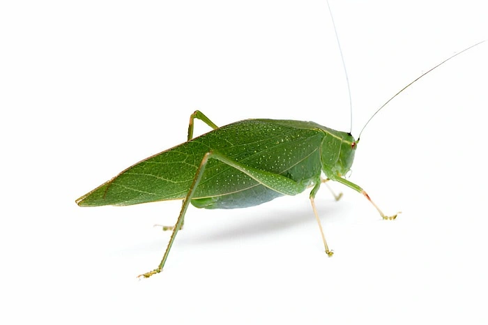 katydid