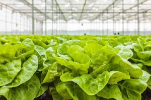 lettuce plant