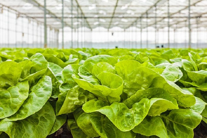 lettuce plant