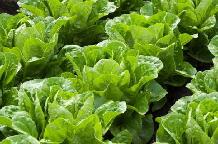 lettuce