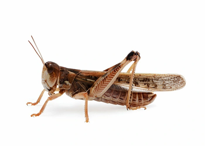 Locust