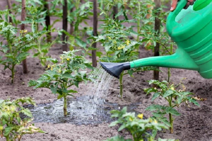 maintaining moisture